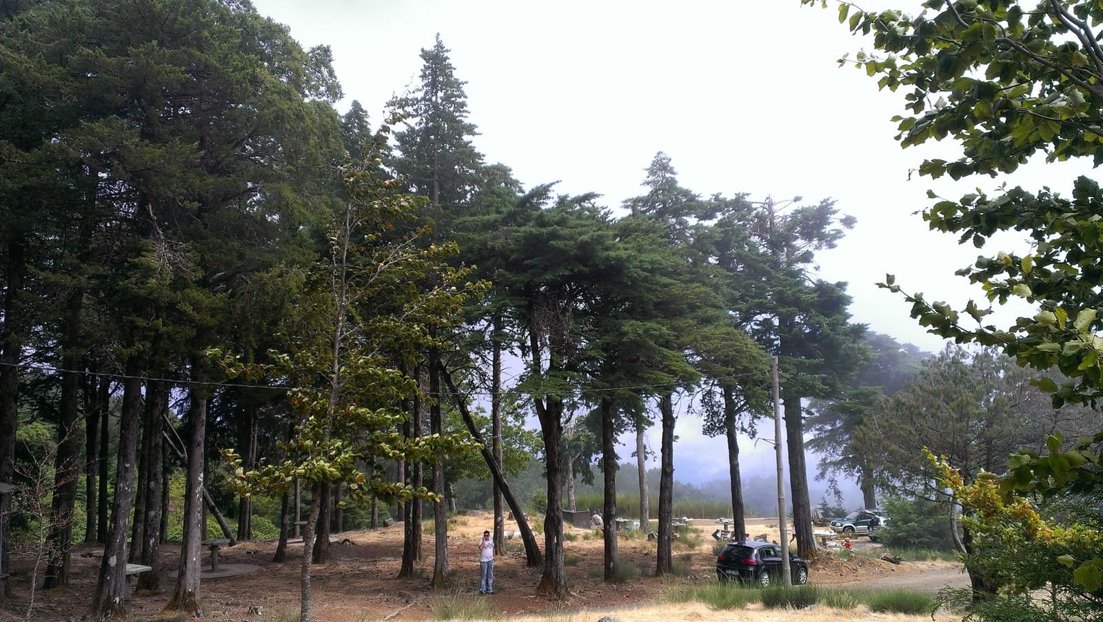 Montado do Pereiro 3