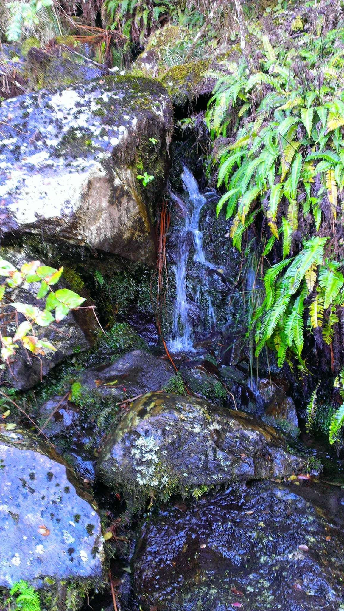 Caramujo 3