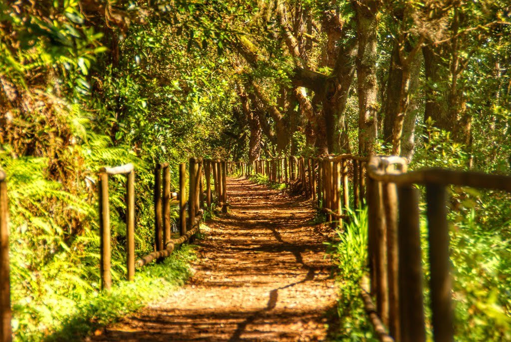 Parque Florestal do Pico das Pedras 3