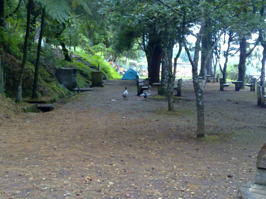 Parque Florestal do Pico das Pedras 4